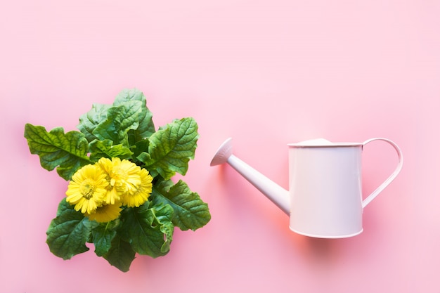 Jardinería con regadera y flores de gerbera en color rosa. Vista superior. Copia espacio