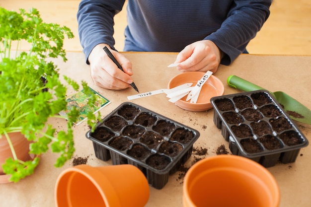 Jardinería, siembra en casa. Hombre sembrando semillas en caja de germinación