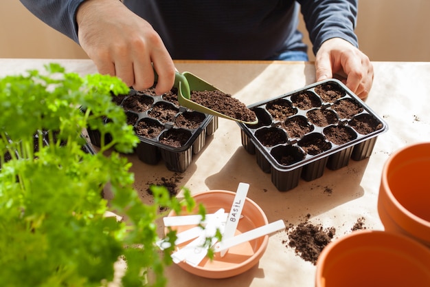 Jardinería, siembra en casa. Hombre sembrando semillas en caja de germinación