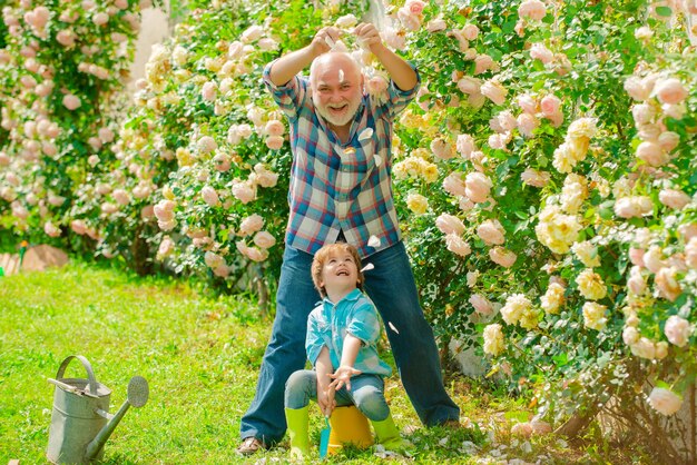 Jardinero abuelo jardinero en jardín soleado plantando rosas jardinero en el jardín hombre mayor con ...