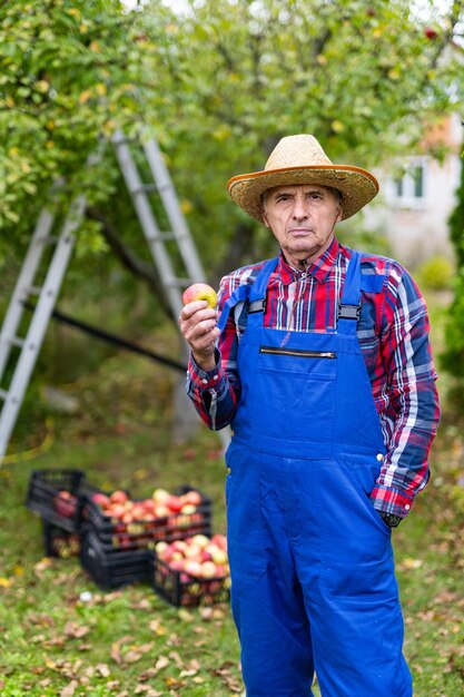 Jardinero agrícola trabajo estacional en plantas Cosechadora recogiendo manzanas maduras
