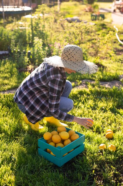 Jardinero bastante joven con sombrero recoge limones en una canasta en su huerto