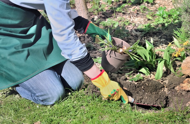 Jardinero colgando una pala llena de tierra para plantar bulbos de flores en un jardín.