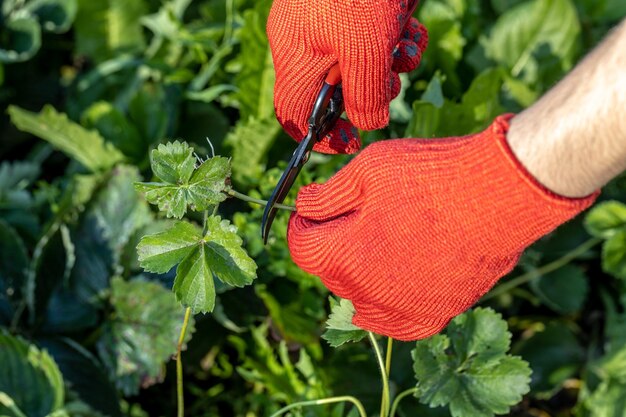 Un jardinero corta un bigote de fresa joven con una podadora