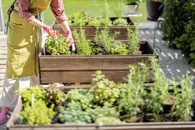 Jardinero cortando hierbas picantes con tijeras