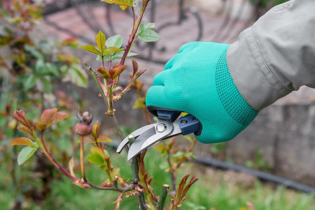 Jardinero cortando la rama de rosa en el manantial