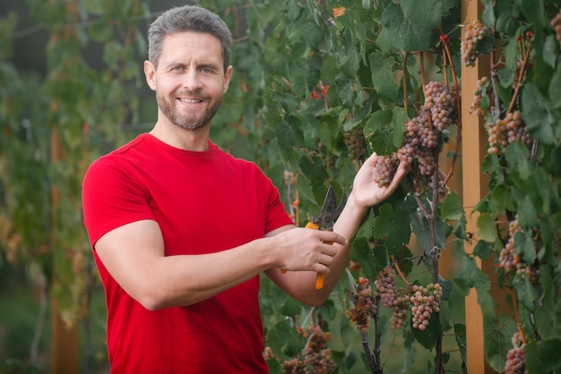 Jardinero en cosecha de uvas de verano Hombre recogiendo uvas de vino en vid en viñedo Cosecha de uvas Campos viñedos madurar uvas para vino