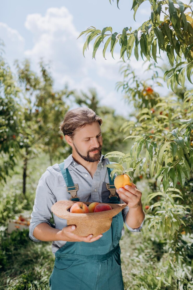 Jardinero cosechando melocotones maduros
