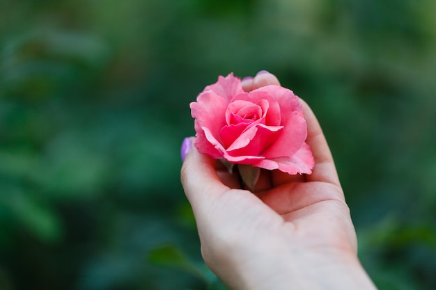 Jardinero cuida una rosa roja en el jardín.