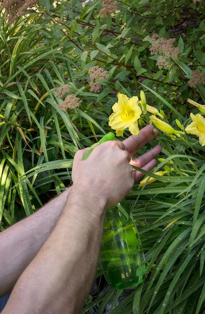 Jardinero cuidando el jardín. El hombre rocía flores en el jardín. Trabajo de verano.