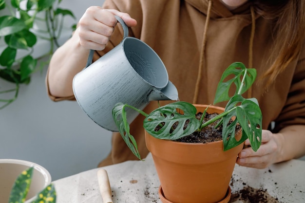 Un jardinero cuidando las plantas de interior Manos femeninas regando una planta joven de monstera en maceta