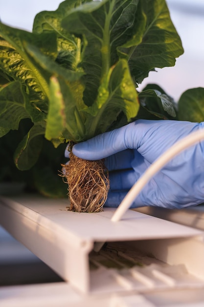 Jardinero de cultivos comprobando las raíces de las plantas