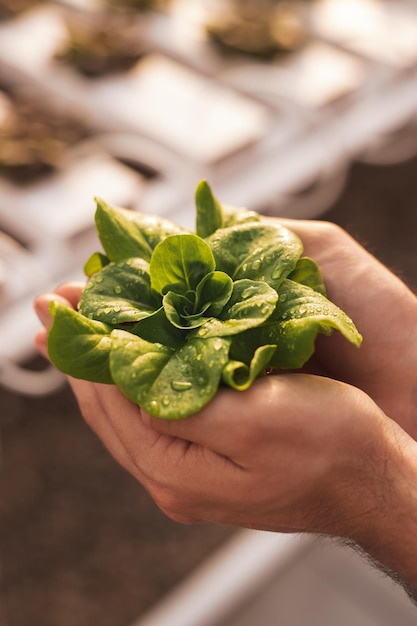 Jardinero de cultivos con plántulas delicadas