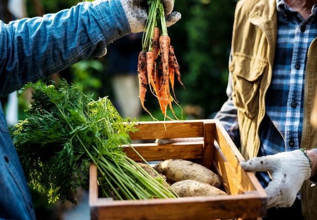 Jardinero entrega zanahorias orgánicas frescas al cliente.