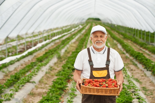 Jardinero envejecido feliz posando con cesta de fresas maduras