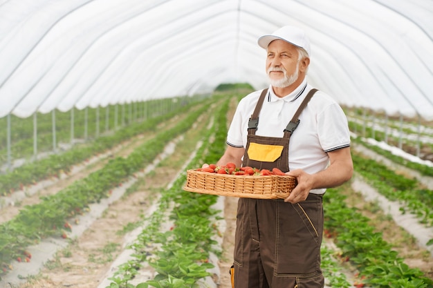Jardinero envejecido llevando cesta de mimbre con fresas frescas
