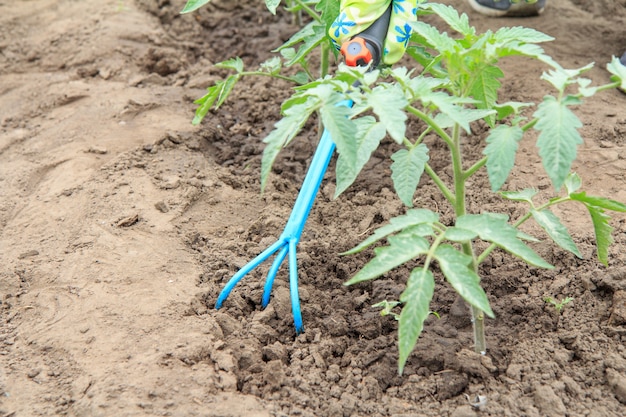 El jardinero está aflojando la tierra alrededor del arbusto de tomate verde después de regar con un rastrillo de jardín de mano pequeño