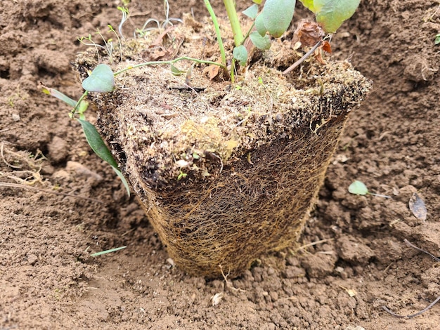 El jardinero está plantando arbustos de bayas y mantillo de corteza en el suelo