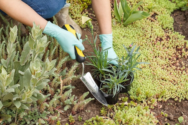 El jardinero está plantando clavos en un suelo en una cama de jardín