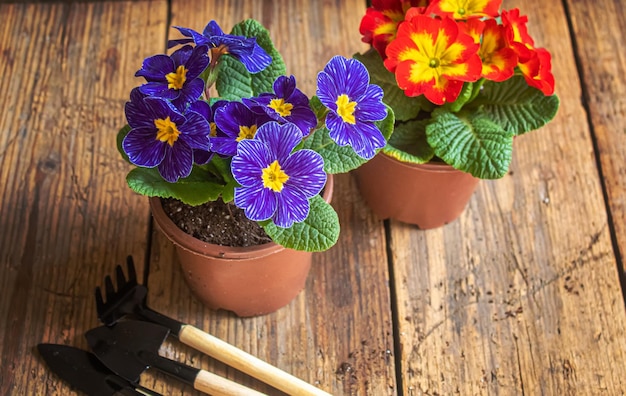 El jardinero está plantando flores en el jardín Naturaleza de enfoque selectivo