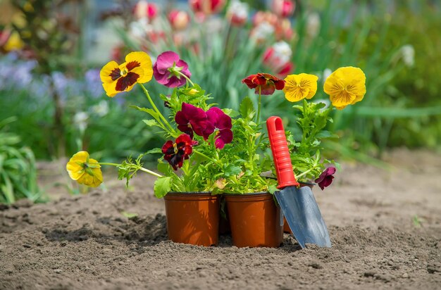 El jardinero está plantando flores en el jardín Naturaleza de enfoque selectivo