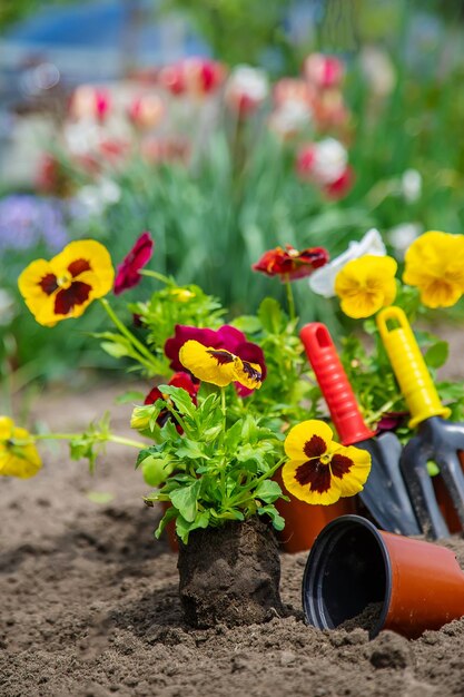 El jardinero está plantando flores en el jardín Naturaleza de enfoque selectivo