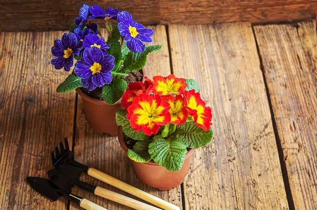 El jardinero está plantando flores en el jardín Naturaleza de enfoque selectivo