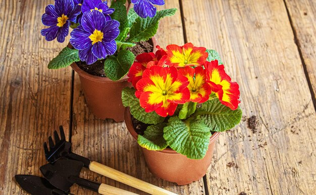 El jardinero está plantando flores en el jardín Naturaleza de enfoque selectivo