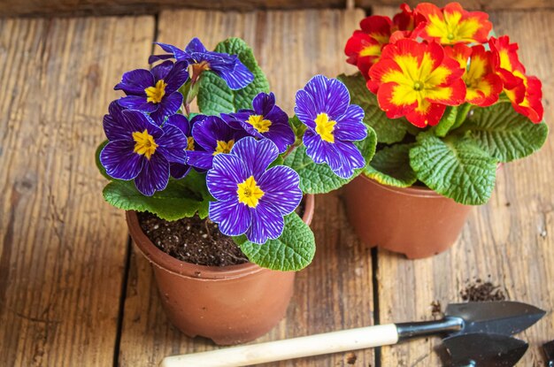 El jardinero está plantando flores en el jardín Naturaleza de enfoque selectivo