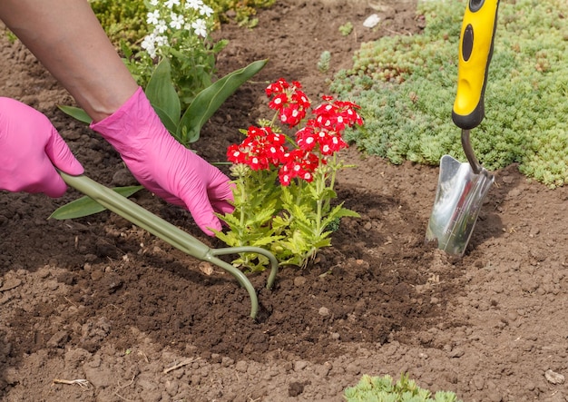 El jardinero está plantando verbena en un suelo en una cama de jardín