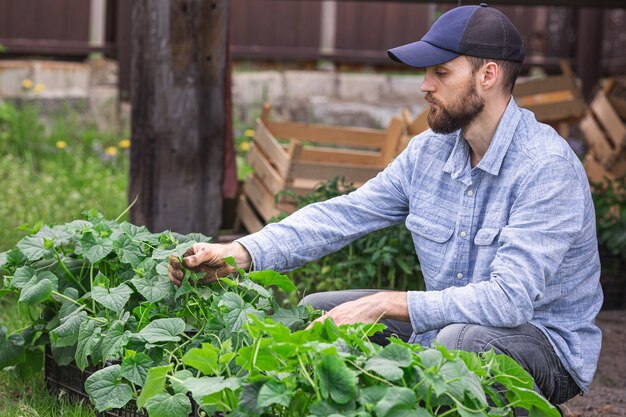 El jardinero examina las plántulas de pepino en la caja.