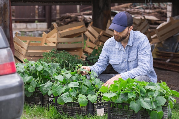 El jardinero examina las plántulas de pepino en la caja.