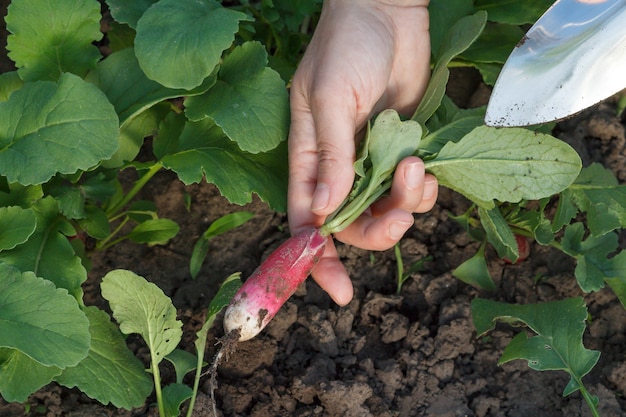 Jardinero femenino está cavando rábano rojo maduro en el jardín con una paleta pequeña. Vista cercana