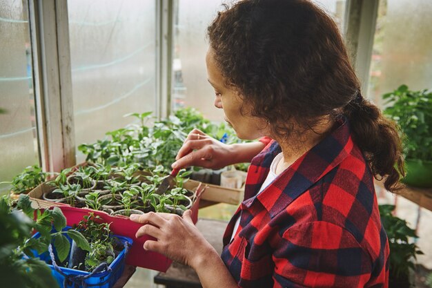 Jardinero femenino fertilizando el suelo y dedicado al cultivo de hojas de albahaca en invernadero doméstico