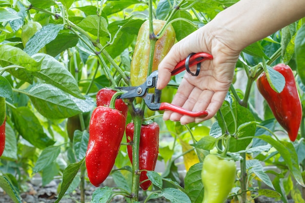 Jardinero femenino recolectando pimiento rojo maduro que crece en arbustos en el jardín. Poca profundidad de campo. Concéntrese en los pimientos.