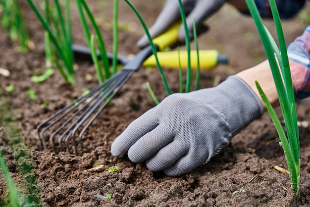 Jardinero en guantes desyerbando cebolla en el jardín trasero con rastrillo trabajo de jardinería y cuidado de plantas agricultor jardinería y cosecha