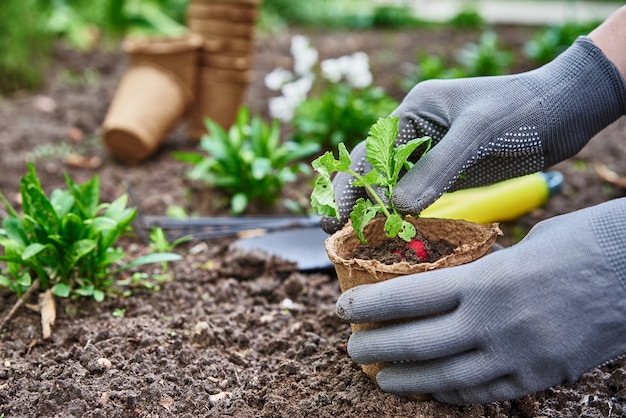 Jardinero en guantes plantar plantas agrícolas en maceta en el jardín trasero