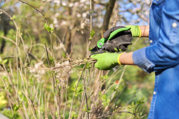 Jardinero en guantes con tijeras de jardín corta ramas secas en arbusto de hortensias de primavera