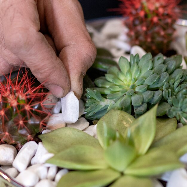 Jardinero haciendo, plantando terrarios con suculentas, cactus.