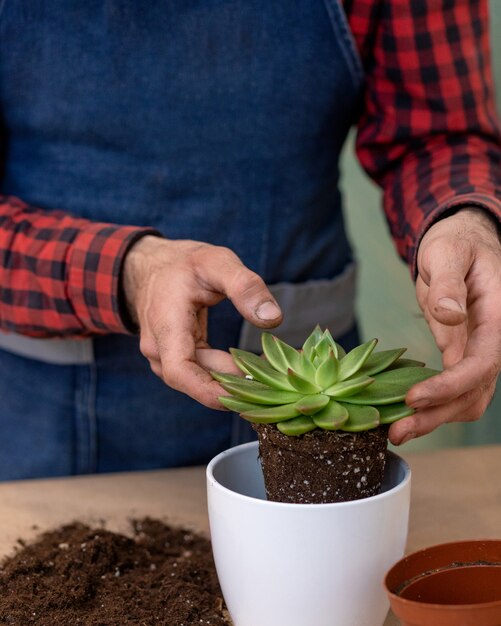 Jardinero haciendo, plantando terrarios con suculentas, cactus.