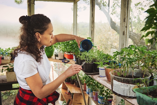 Jardinero de hermosa mujer madura regar las plántulas y los brotes de plantas en un invernadero de casa de campo viejo. El concepto de cultivo de plantas, vegetación hogareña en condiciones hogareñas simples