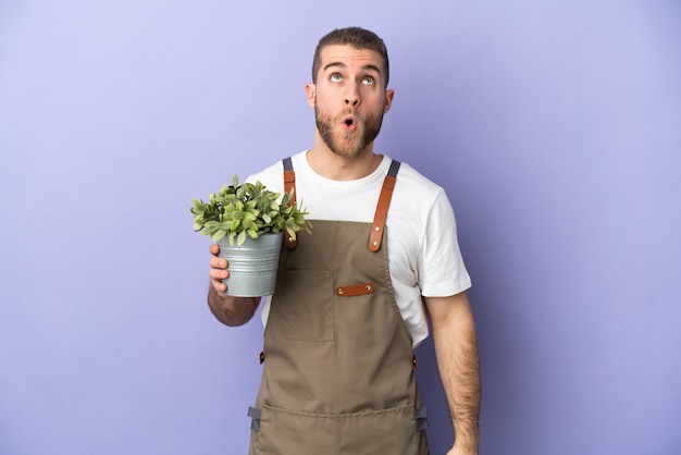 Jardinero hombre caucásico sosteniendo una planta aislada en la pared amarilla mirando hacia arriba y con expresión de sorpresa