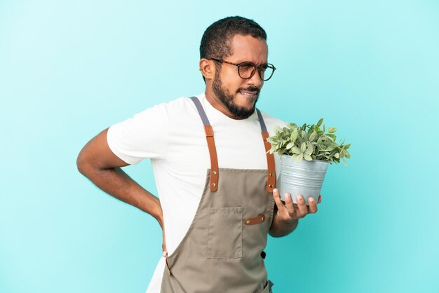Jardinero hombre latino sosteniendo una planta aislada sobre fondo azul que sufren de dolor de espalda por haber hecho un esfuerzo
