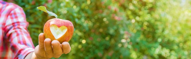 El jardinero del hombre recoge manzanas en el jardín en el jardín. Enfoque selectivo.