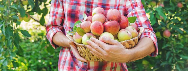 El jardinero del hombre recoge manzanas en el jardín en el jardín. Enfoque selectivo.