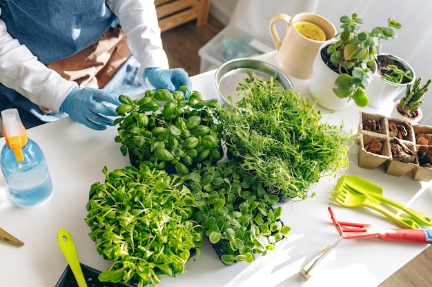 Jardinero irreconocible cultivando microgreens en interiores cerrar foto