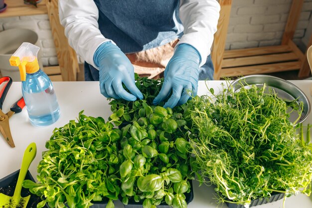 Jardinero irreconocible cultivando microgreens en interiores cerrar foto