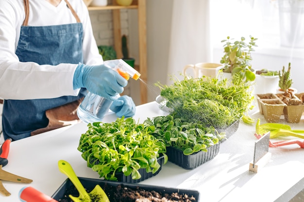 Jardinero irreconocible cultivando microgreens en interiores cerrar foto