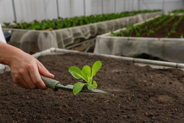 Jardinero mano sujetando el brote de hortalizas jóvenes antes de plantar en suelo fértil