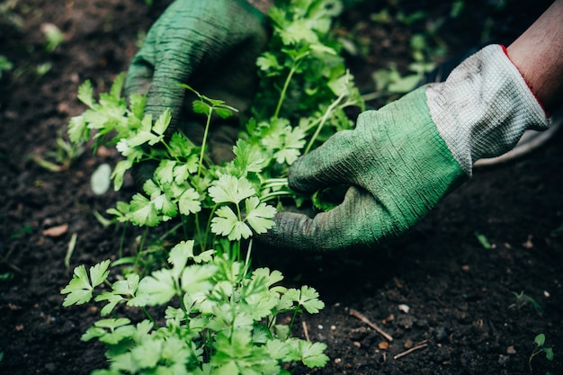 El jardinero masculino trata una cama de jardín con perejil que crece en el jardín